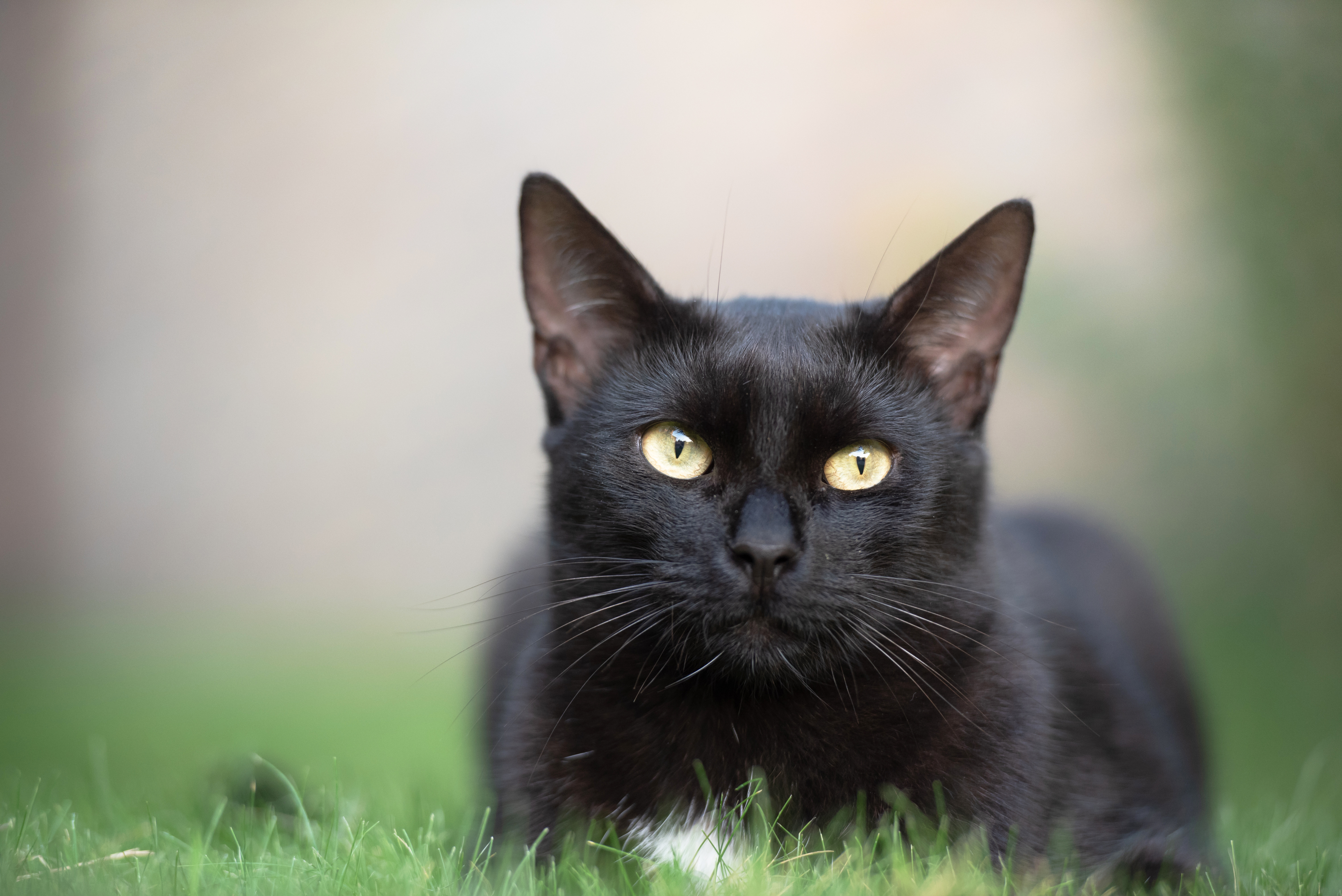 Black cat resting outdoors